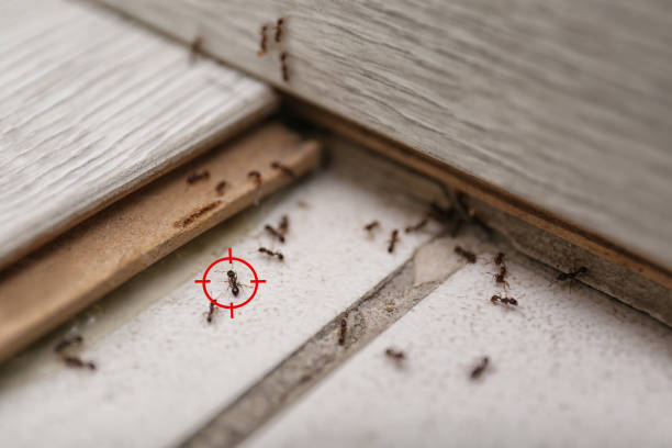 Reliable Las Quintas Fronterizas, TX Pest Control Solutions